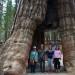Posing at the California Tunnel Tree