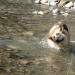 Odie cooling off in the Merced