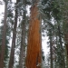 Unnamed(?) sequoia just off the road