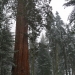 Tall sequoia is tall