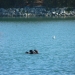 Two otters in the channel