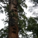 Burls on Sequoia