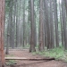 A forest of young sequoias