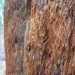Sequoia Bark