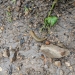 Banana slugs everywhere!