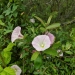 Coast trail  flowers