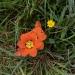 Flowers on Coast Trail