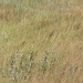 Valley Grass
