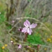 Lithophragma parviflorum var. parviflorum / Small-flowered Woodland Star