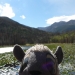 Sheep selfie at Cub Lake