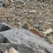 Rocky Mountain Pikas are a diffrent subspecies than Sierra ones.. or at least so I have heard at one time?