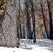 Sugar pine trunk