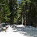 Moving through sugar pine filled forest