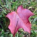 Fall Leafing 2