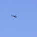 This large & swift military style helicopter flew overhead when we were on Sentinel Dome. I learned in the news the next day that they had busted a large grow operation.