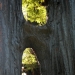 Close up of the friendly redwoods