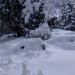 Snow bunnies & snow pika