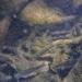 Tiny fish in Richardson Lake