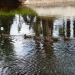 Ducks in Upper Cathedral Lake