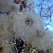 Fuzzy Seed