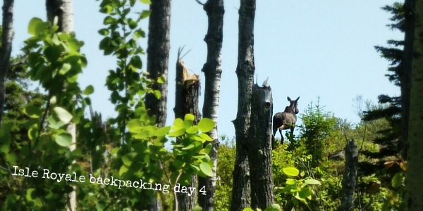 Moose on Mount Ojibway Trail