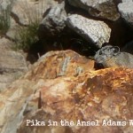 Pika in Ansel Adams Wilderness