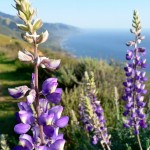 Flowers lining Fire Road trail in Big Sur