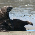 Moss Landing Sea Otter