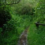 Example of a typical wet trail