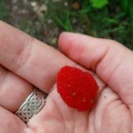 thimbleberry picking