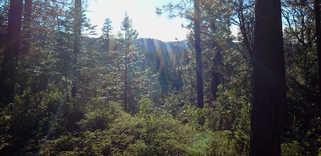 The Stanislaus National Forest is OPEN!