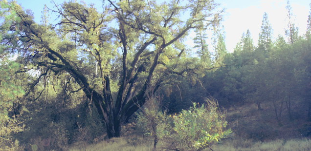 Jordan Oak, near Groveland CA