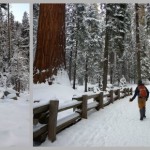 Winter Camping in Sequoia National Park